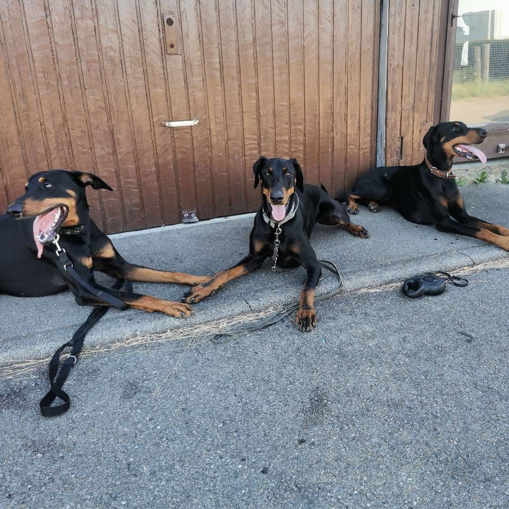 Hundetreffen-Dobermann-Treff (TUT/SIG/KN)-Profilbild