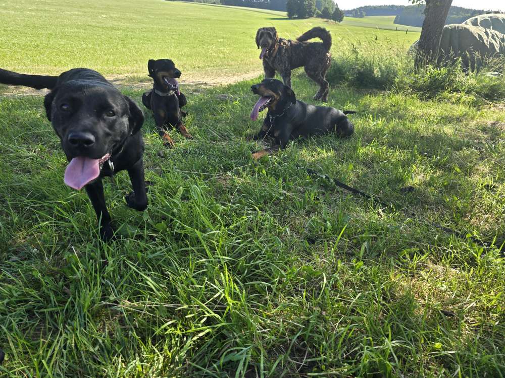 Hundetreffen-Hunde-Stunde-Profilbild