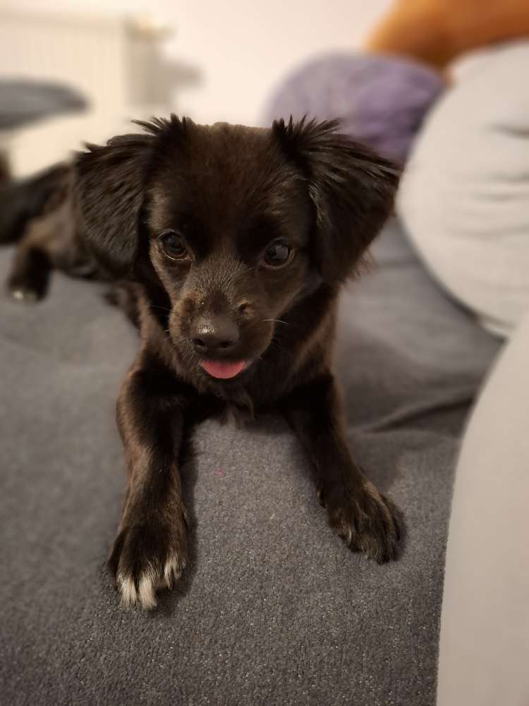 Hundetreffen-Spiel- und Gassitreffen-Profilbild