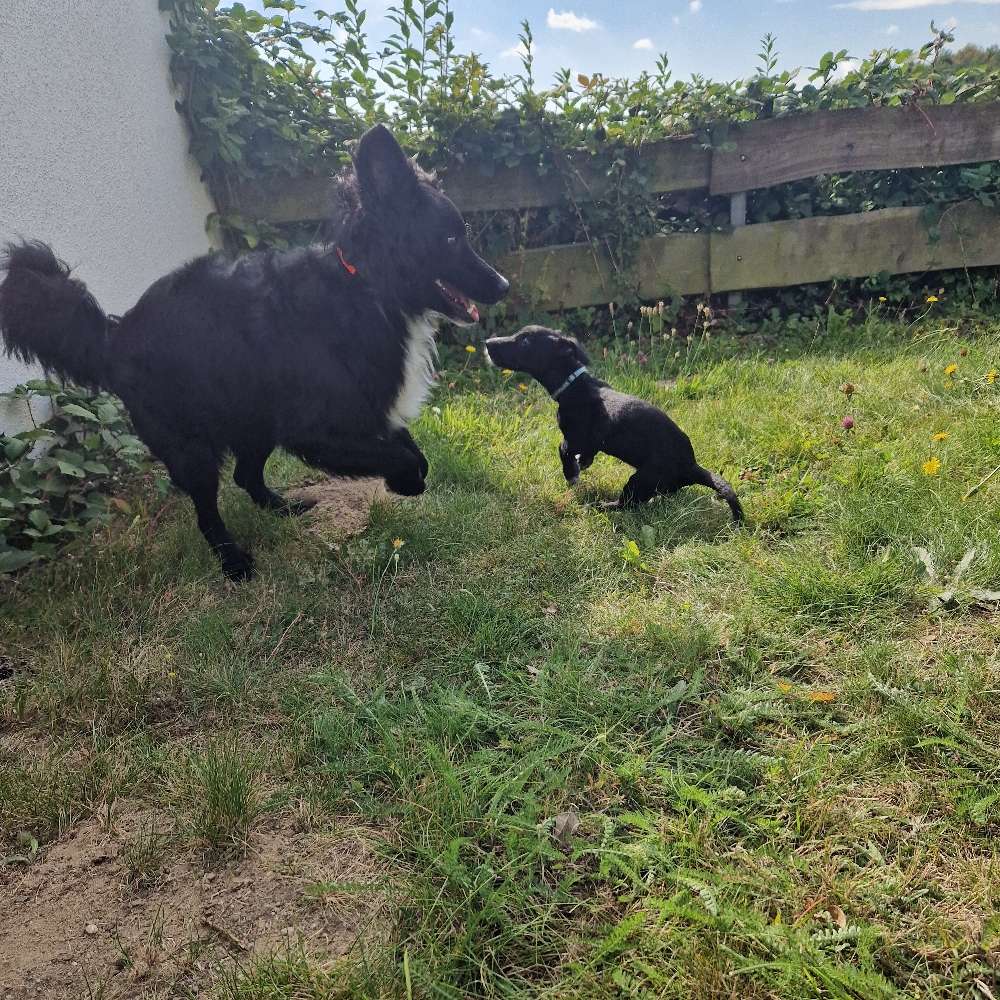 Hundetreffen-Gassi gehen lüdenscheid und umgebung-Profilbild