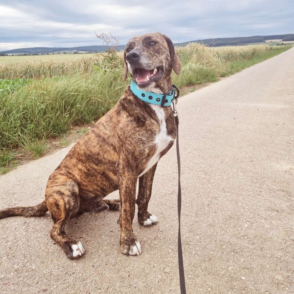 Hundetreffen-Gassitreff-Profilbild