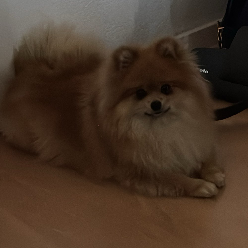 Hundetreffen-Spieltreffen/Spazieren-Profilbild