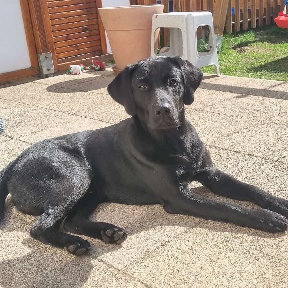 Hundetreffen-Gassi Partner,spielen,üben-Profilbild