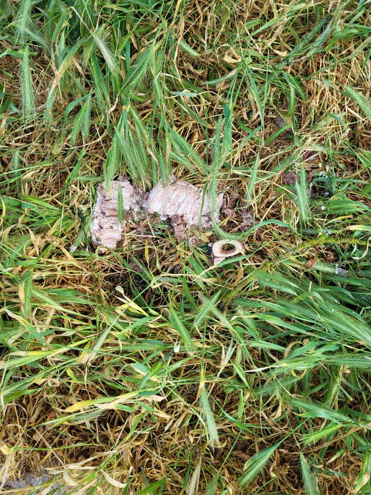 Giftköder-Fleisch und Knochen am Spielplatz-Profilbild