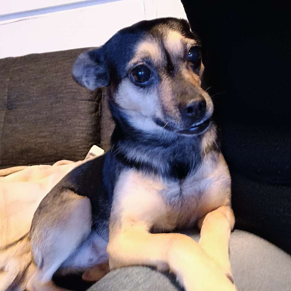 Hundetreffen-Hundetreffen-Profilbild