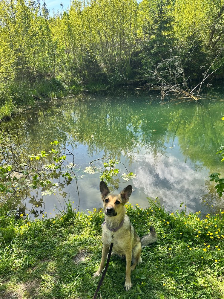 Hundetreffen-Spielpartner/in gesucht!-Profilbild