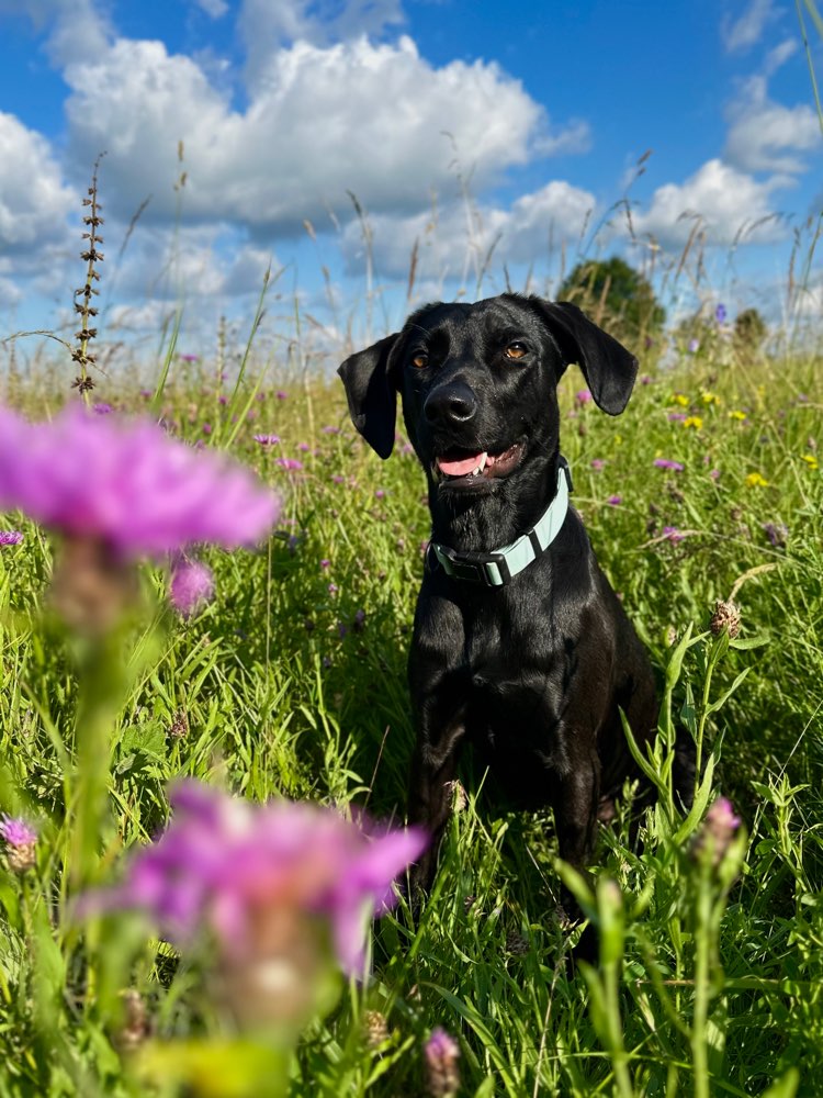 Hundetreffen-Training / Spielen-Profilbild