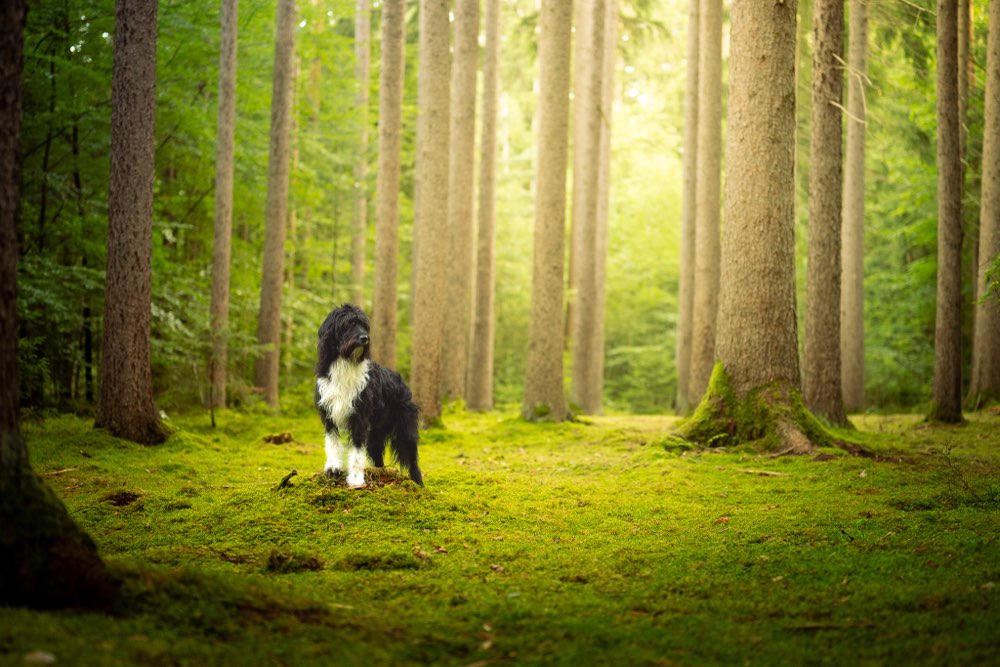 Hundetreffen-Hundefotografie-Profilbild