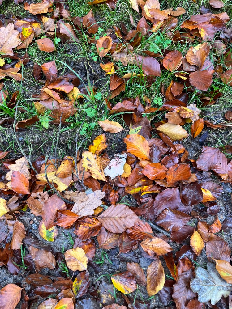 Giftköder-Giftköder-Profilbild