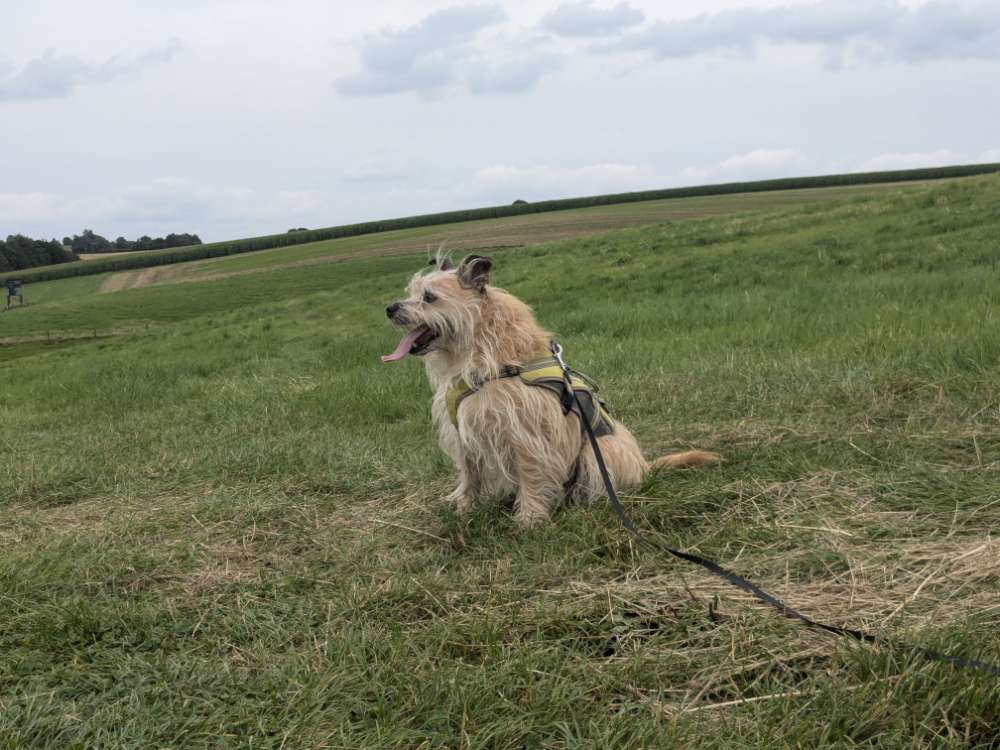 Hundetreffen-Spazieren/Wandern-Profilbild