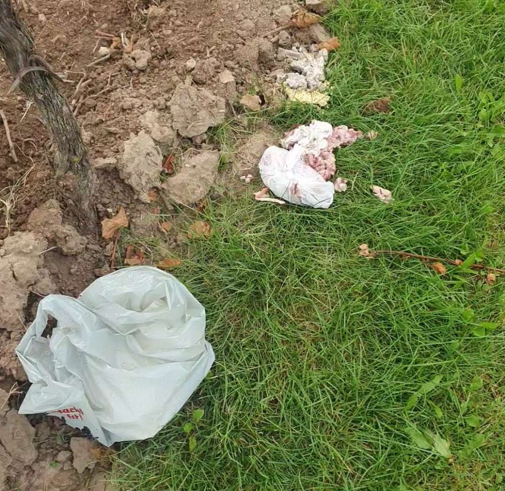 Giftköder-Giftköder?-Profilbild