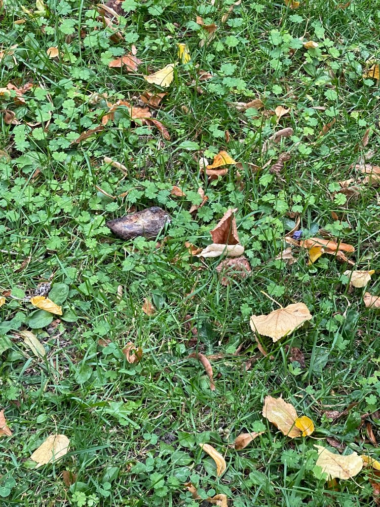 Giftköder-Knochen mit lila Substanz-Profilbild