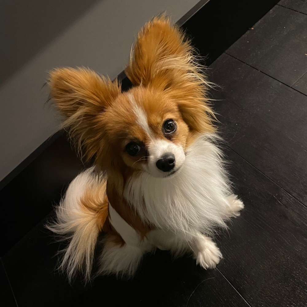 Hundetreffen-Gassi und Spielrunde mit kleinen Hunden-Profilbild