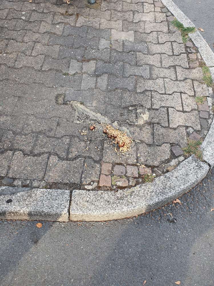 Giftköder-Würstchenhaufen mit eventuell Gift-Profilbild