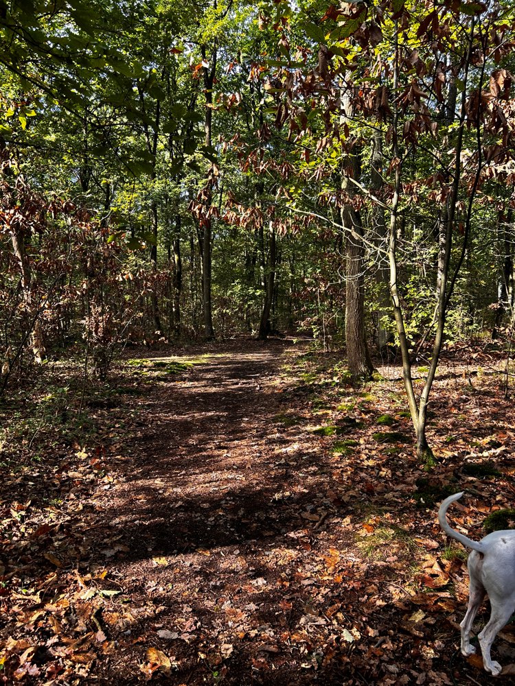 Hundetreffen-Suche eine Begleitung für unseren Spaziergang im Wald-Profilbild
