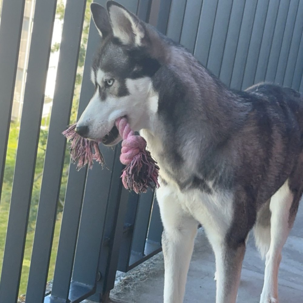 Hundetreffen-Gassi- und Spielerunde-Profilbild