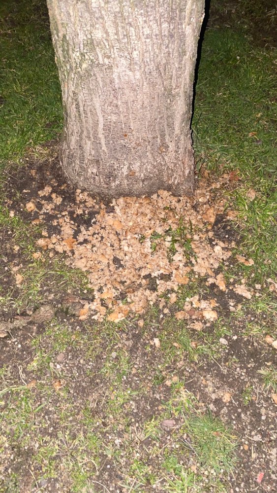 Giftköder-Evtl. Giftköder-Profilbild