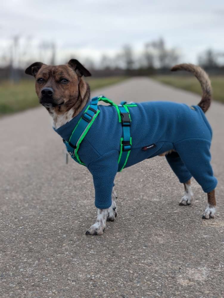 Hundetreffen-Gassipartner*in gesucht-Profilbild