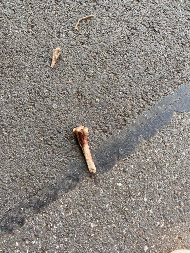 Giftköder-Knochen/Giftköder ?-Profilbild