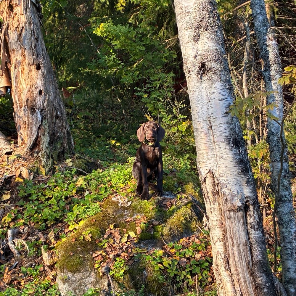 Hundetreffen-Welpentreffen-Profilbild