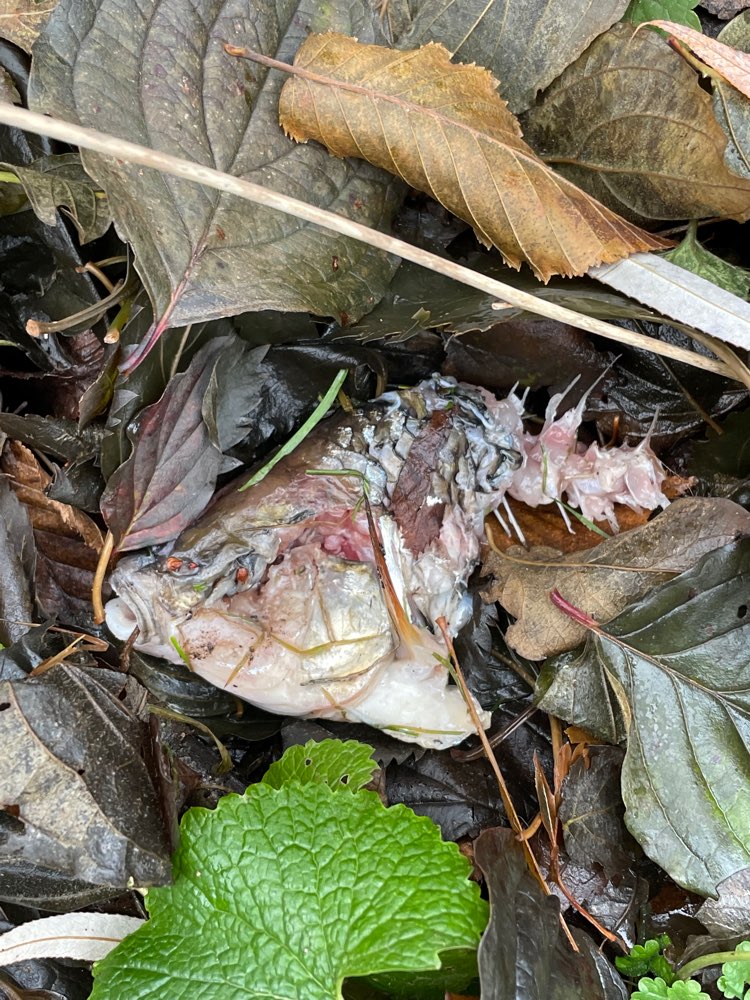 Giftköder-Eventuell Giftköder-Profilbild