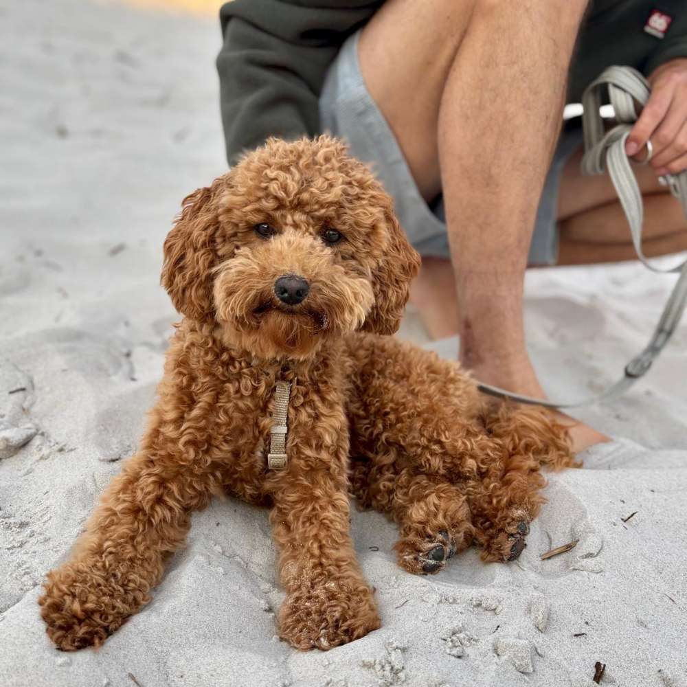 Hundetreffen-Treffen für kleine Hund Nähe Bogenhausen-Profilbild