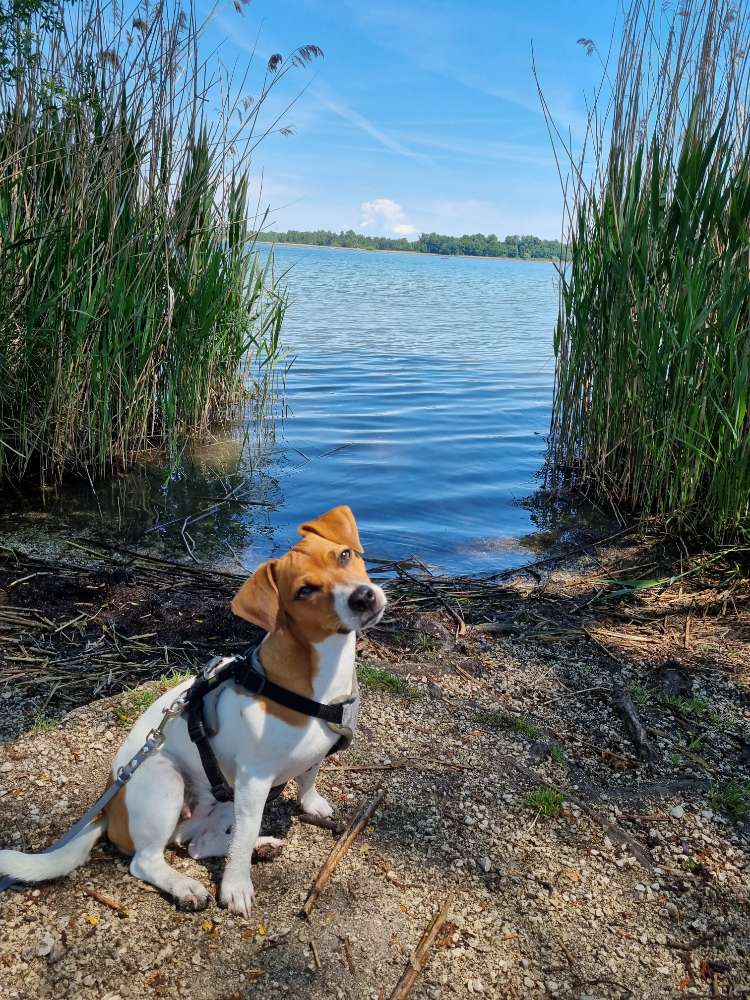 Hundetreffen-Gassi & Spielrunde-Profilbild