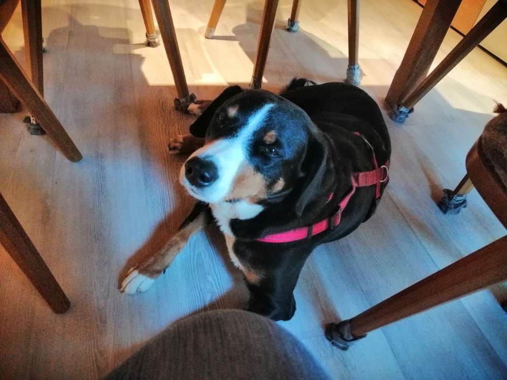 Hundetreffen-Gassirunde-Profilbild