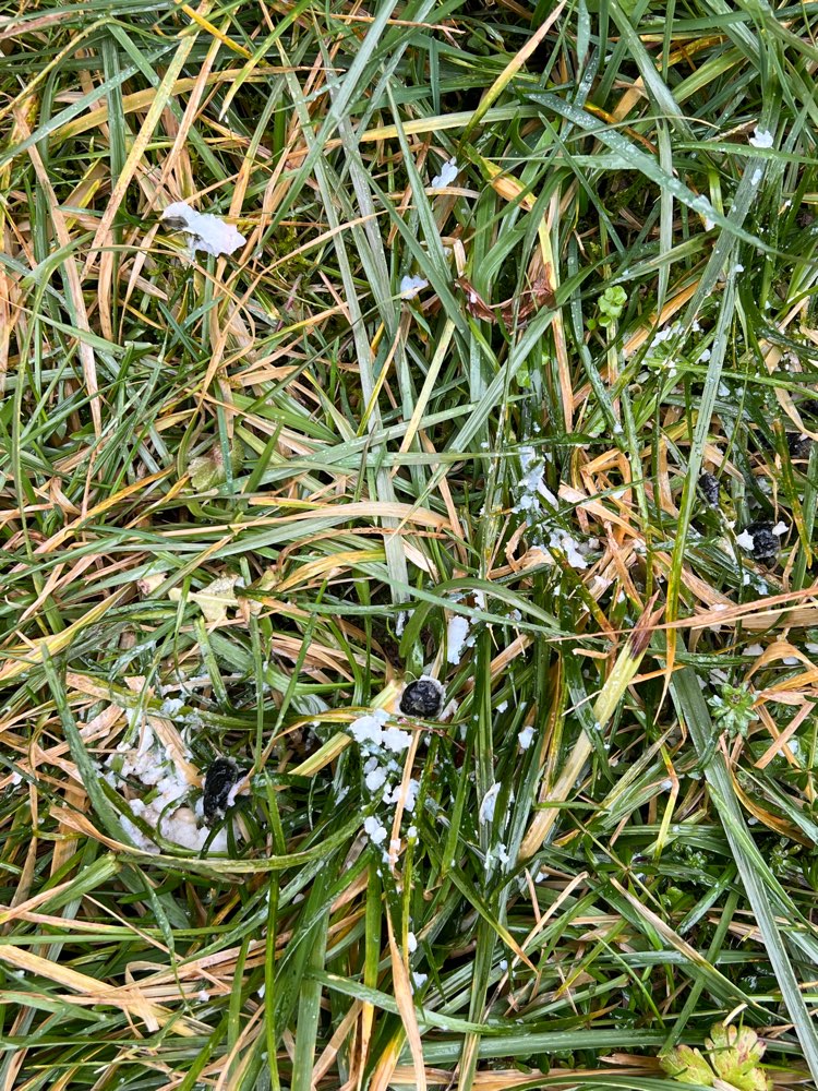 Giftköder-Verdacht auf Giftköder, unklare Substanz-Profilbild