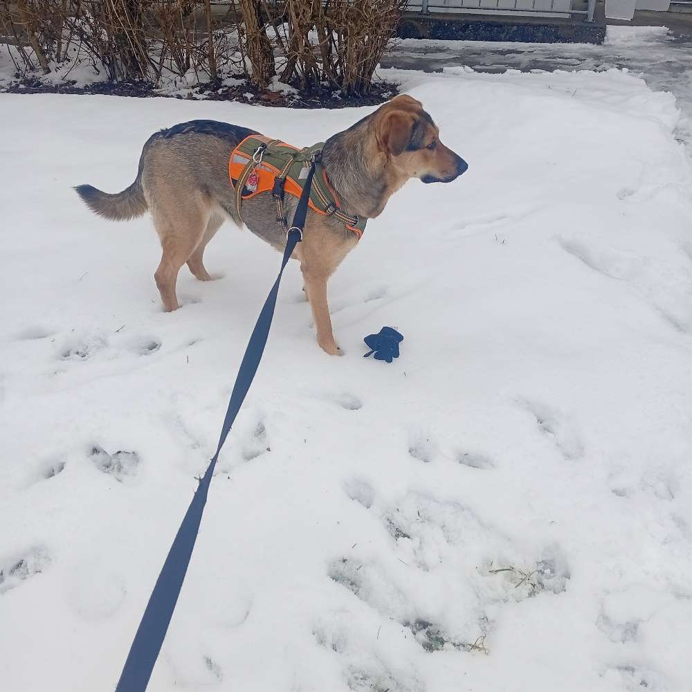 Hundetreffen-Giengen an der Brenz-Profilbild