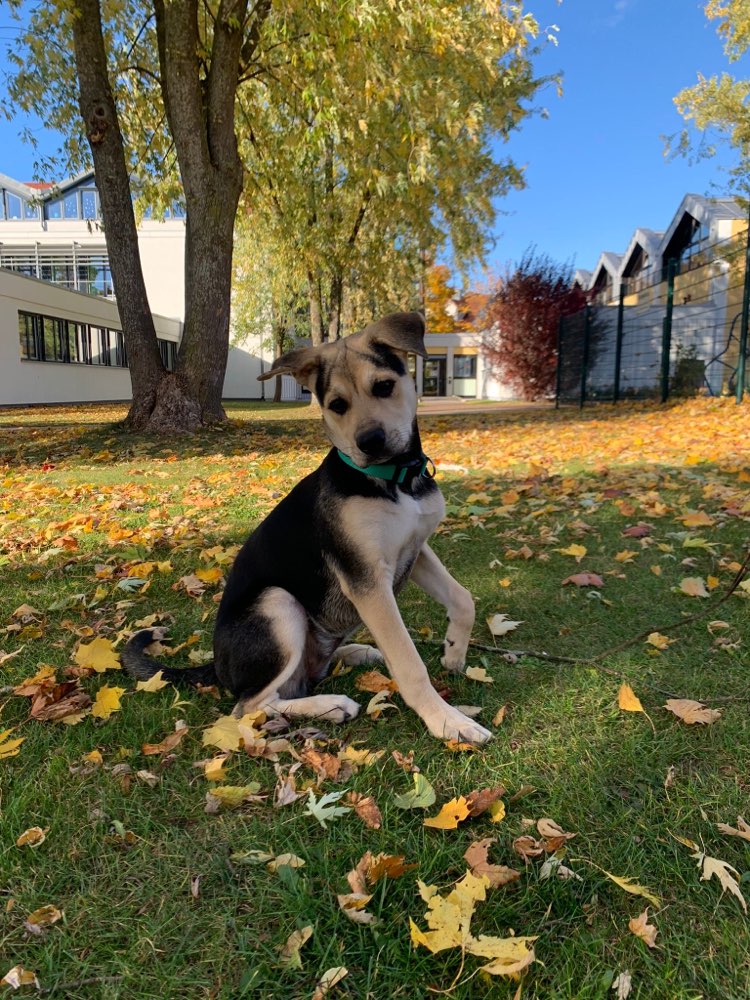 Hundetreffen-Freunde finden! Gassirunden , Spielzeit usw.-Profilbild
