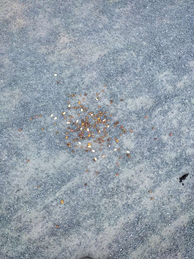 Giftköder-Auffällig verstreute Leckerlis-Profilbild