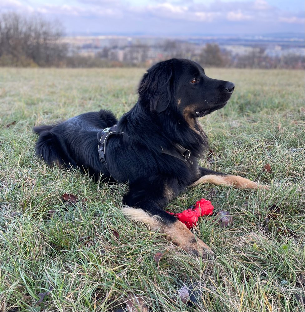 Hundetreffen-Spielrunde-Profilbild