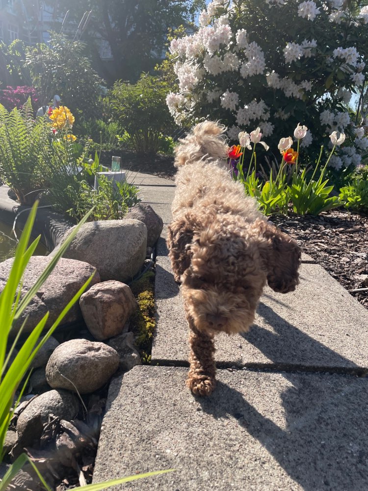 Hundetreffen-Bolonka/Pudel Treffen (Spazieren/Spielen)-Profilbild