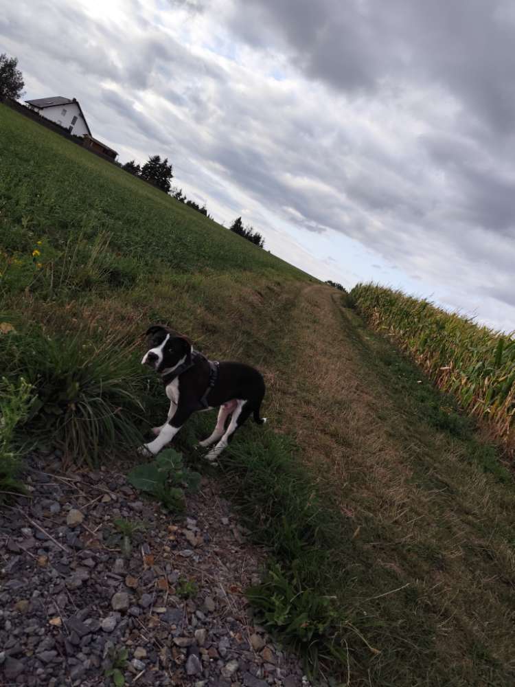 Hundetreffen-Hundekumpels gesucht zum Toben und Gassi gehen.☺️🐶-Profilbild