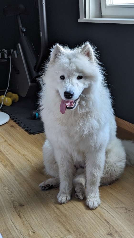 Hundetreffen-Socialspaziergänge/Spielrunden-Profilbild