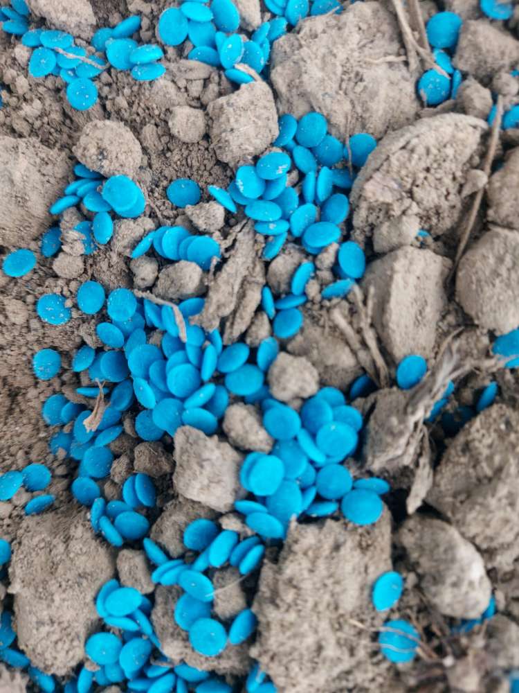 Giftköder-Gift (Schneckenkorn?) ausgelegt-Profilbild