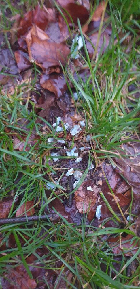 Giftköder-Möglicher Giftköder-Profilbild