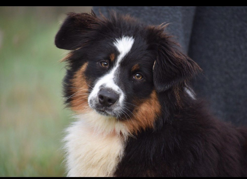 Hundetreffen-Ravensburg-Profilbild
