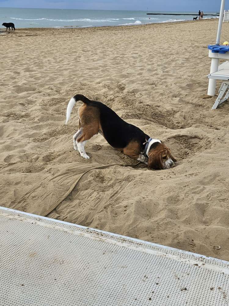 Hundetreffen-Oskar ( 5Monate alt) sucht Spielgefährten im 19.Bezirk-Profilbild