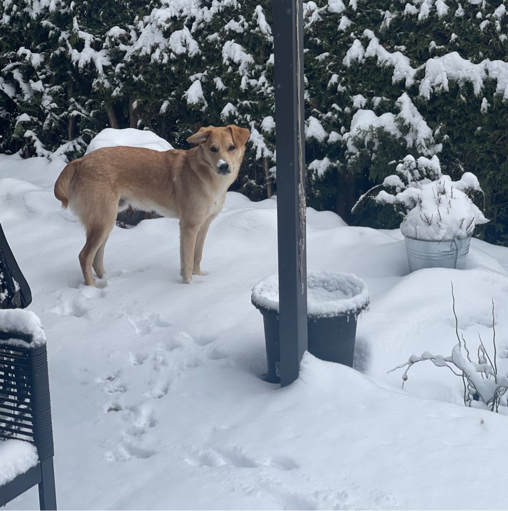 Hundetreffen-Gassi und Lauf & Spielrunden für die Hunde-Profilbild