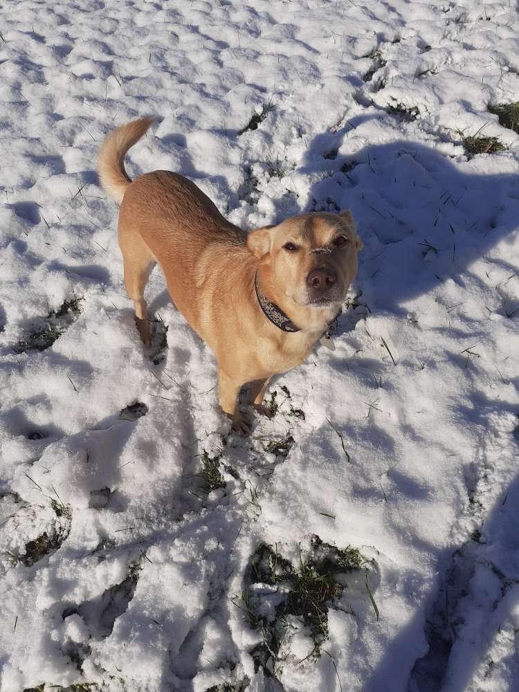Hundetreffen-Gemeinsam Gassi gehen-Profilbild