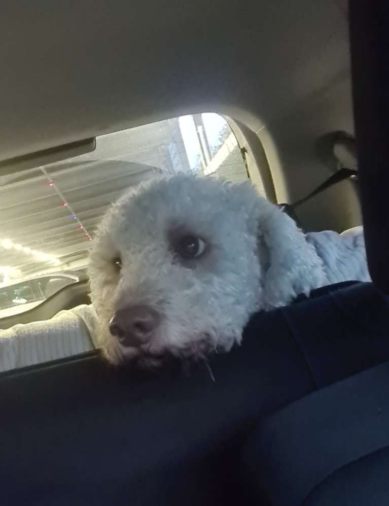 Hundetreffen-Lagotto Treffen-Profilbild