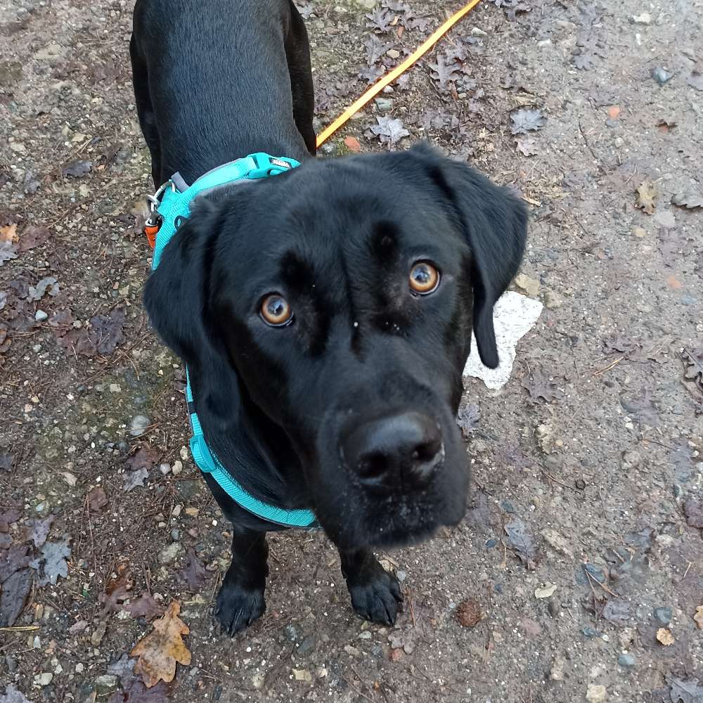 Hundetreffen-Social Walk und Hundetraining-Profilbild