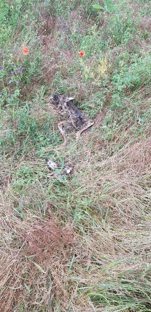 Giftköder-Rehkadaver-Profilbild