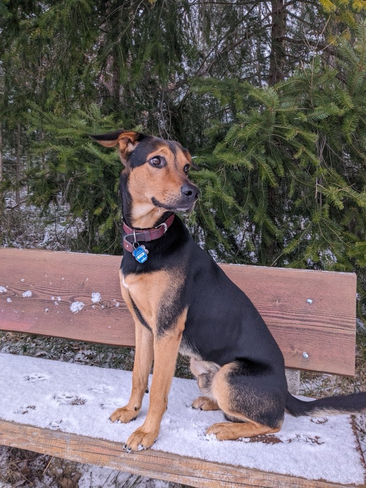 Hundetreffen-Gemeinsam Tierschutzhund auf Pflegestelle nehmen - Betreuung mittwochs-Profilbild