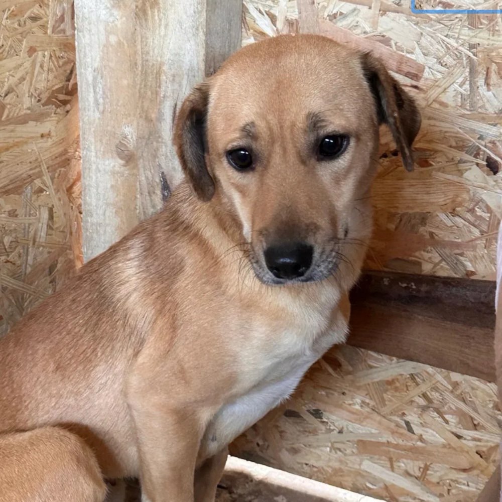 Hundetreffen-Hundebetreuung - Mittwoch morgens-Profilbild