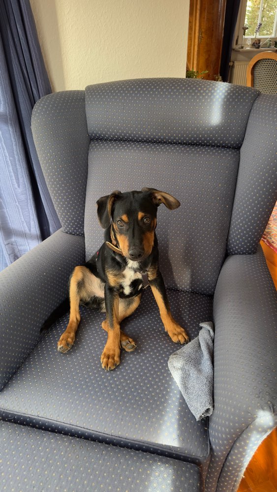 Hundetreffen-Spielen und Spazieren gehen-Profilbild