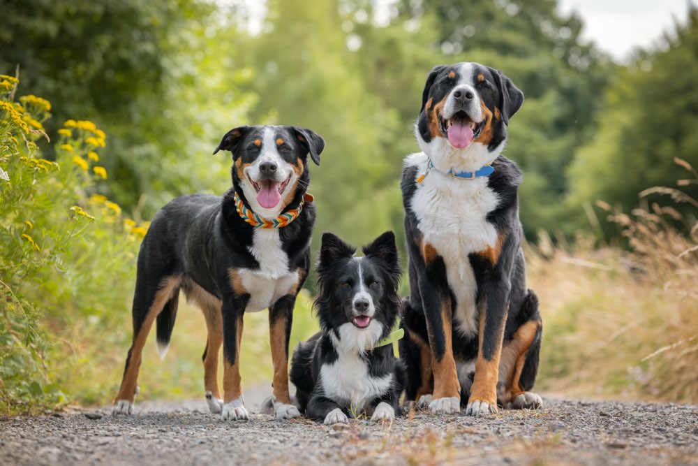 Hundetreffen-Fotorunde in Eitorf-Profilbild