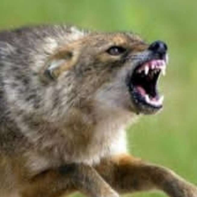 Giftköder-Raubtiere sichtung-Profilbild